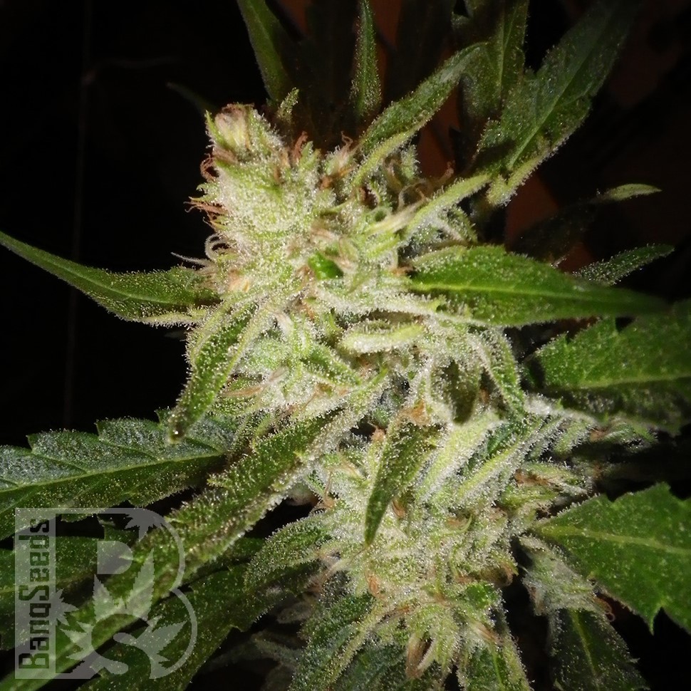 Семена конопли Super Stinky feminised Ganja Seeds