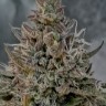 Семена конопли Super Stinky feminised Ganja Seeds Семена конопли Super Stinky feminised Ganja Seeds