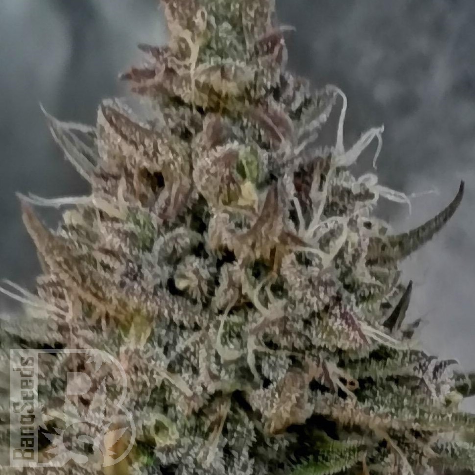 Семена конопли Super Stinky feminised Ganja Seeds Семена конопли Super Stinky feminised Ganja Seeds