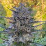 Семена конопли Super Stinky feminised Ganja Seeds Семена конопли Super Stinky feminised Ganja Seeds