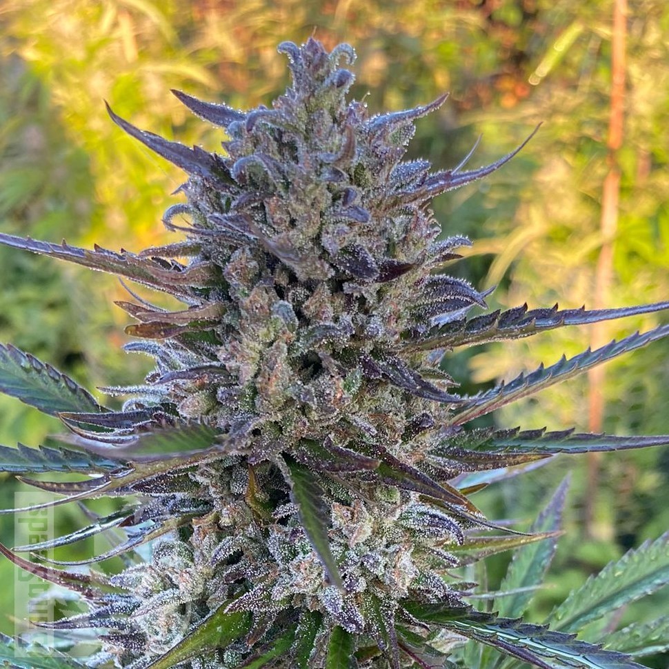 Семена конопли Super Stinky feminised Ganja Seeds Семена конопли Super Stinky feminised Ganja Seeds