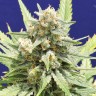 Семена конопли Super Stinky feminised Ganja Seeds Семена конопли Super Stinky feminised Ganja Seeds