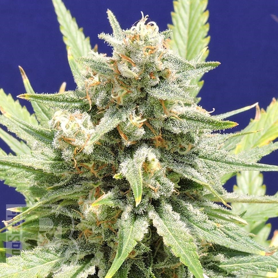 Семена конопли Super Stinky feminised Ganja Seeds Семена конопли Super Stinky feminised Ganja Seeds