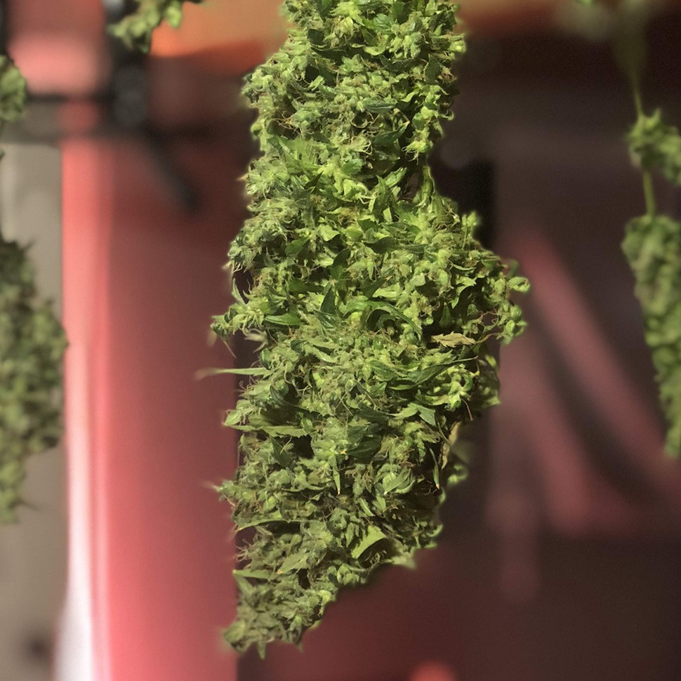 купить семена конопли недорого Auto Diesel feminised купить семена конопли недорого Auto Diesel feminised