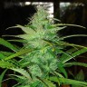 купить семена конопли в оригинальных упаковках Auto Diesel feminised купить семена конопли в оригинальных упаковках Auto Diesel feminised
