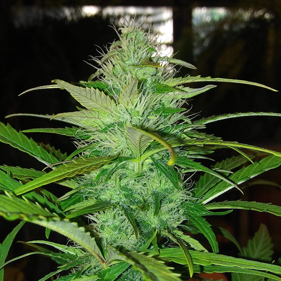 купить семена конопли в оригинальных упаковках Auto Diesel feminised купить семена конопли в оригинальных упаковках Auto Diesel feminised