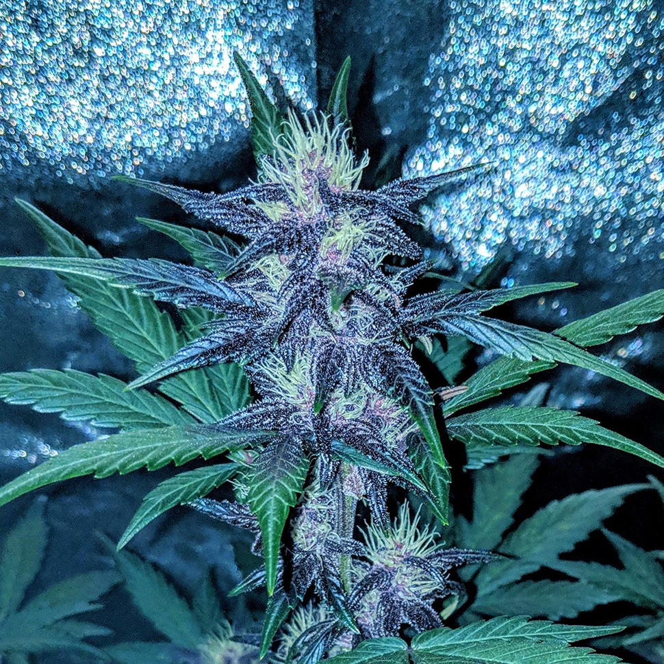 купить урожайные семена конопли Auto Diesel feminised купить урожайные семена конопли Auto Diesel feminised