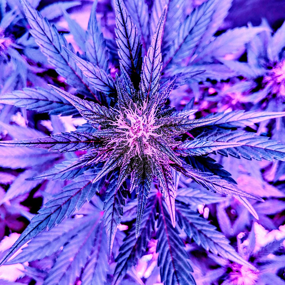 купить качественные семена конопли Auto Diesel feminised купить качественные семена конопли Auto Diesel feminised