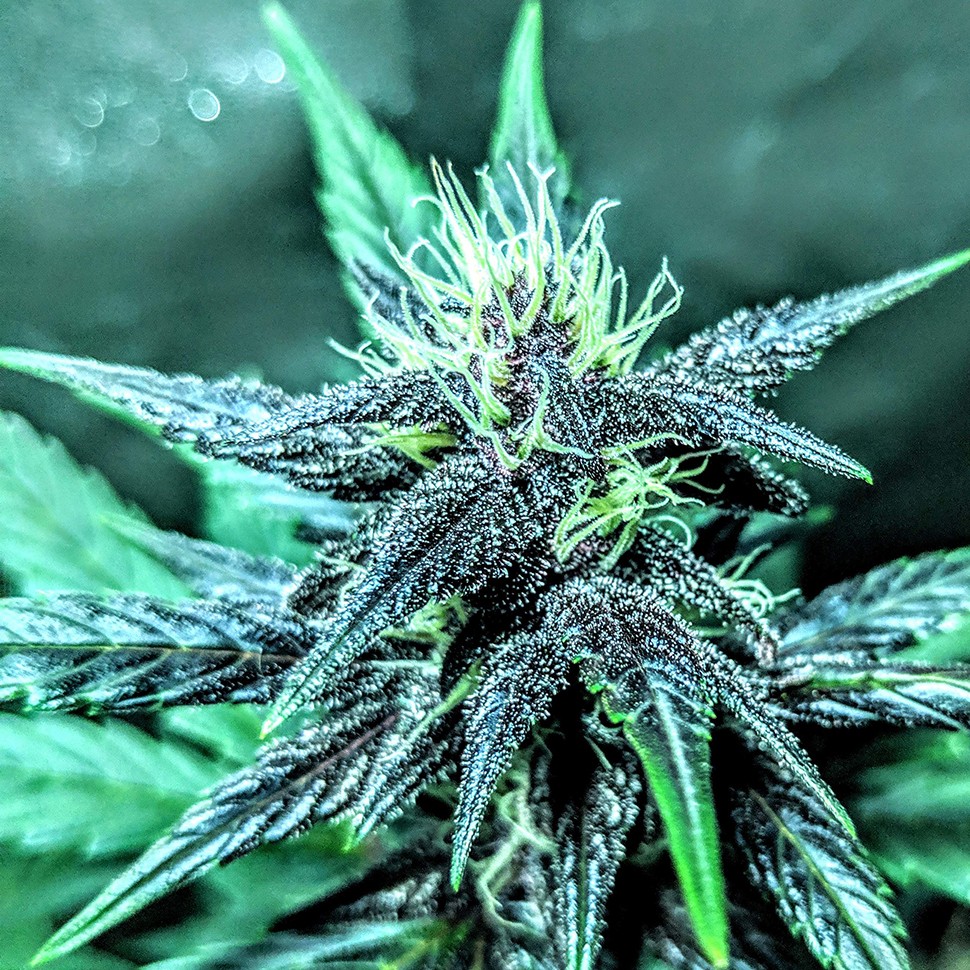 купить семена конопли феминизированные Auto Diesel feminised купить семена конопли феминизированные Auto Diesel feminised