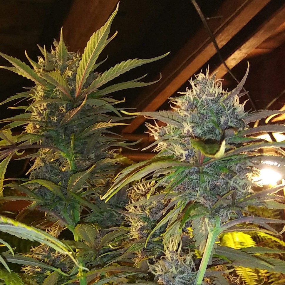 купить семена конопли интернет магазин Auto Diesel feminised купить семена конопли интернет магазин Auto Diesel feminised