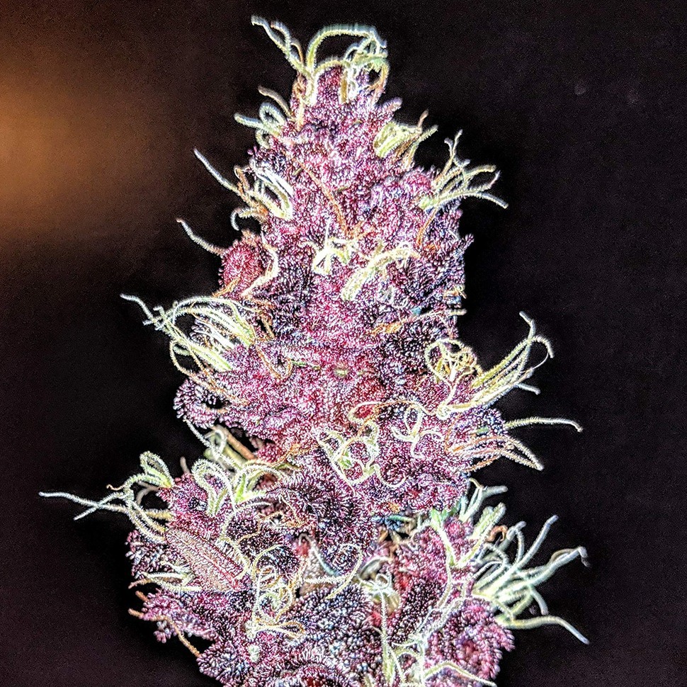 Семена каннабиса Auto Diesel feminised Ganja Seeds
