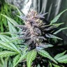 купить семена конопли дешево Auto Diesel feminised купить семена конопли дешево Auto Diesel feminised