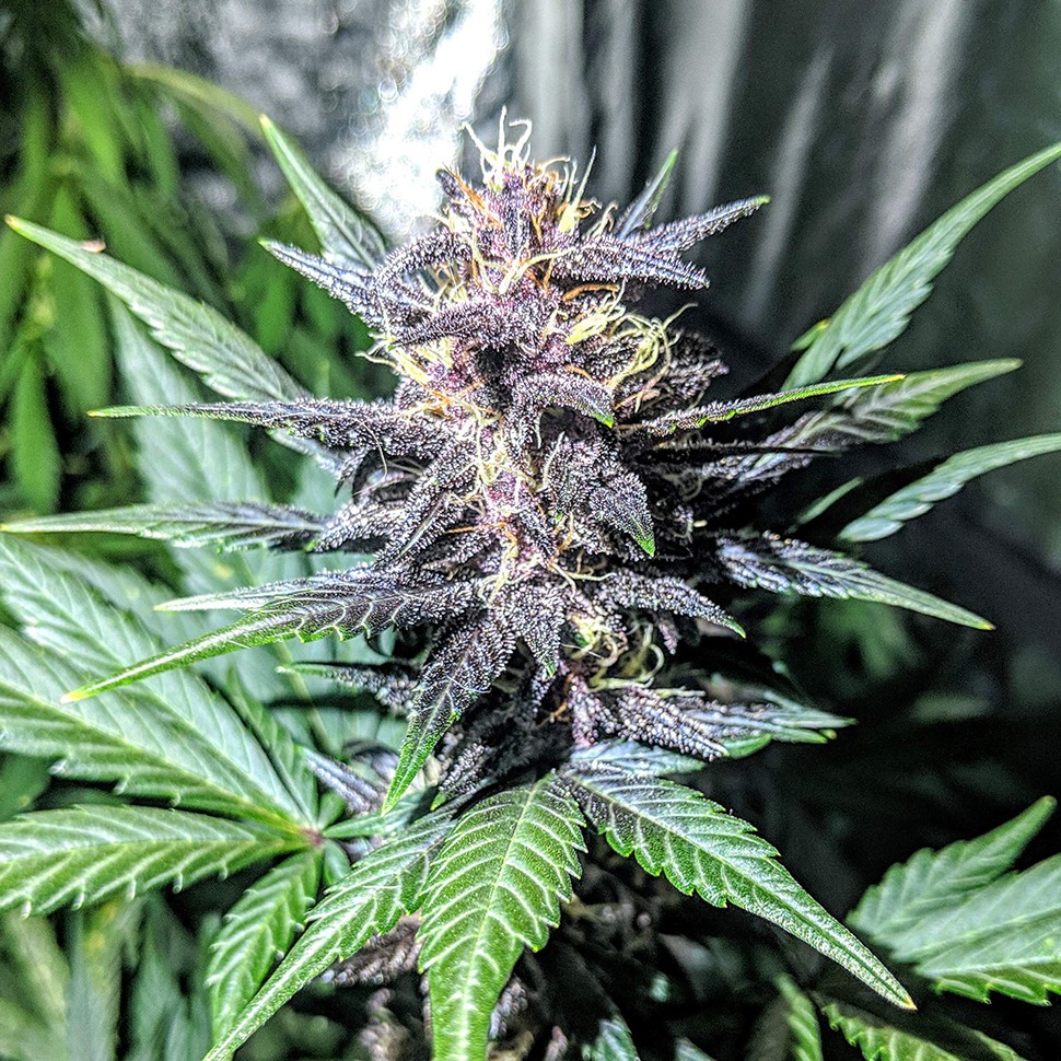 купить семена конопли дешево Auto Diesel feminised купить семена конопли дешево Auto Diesel feminised