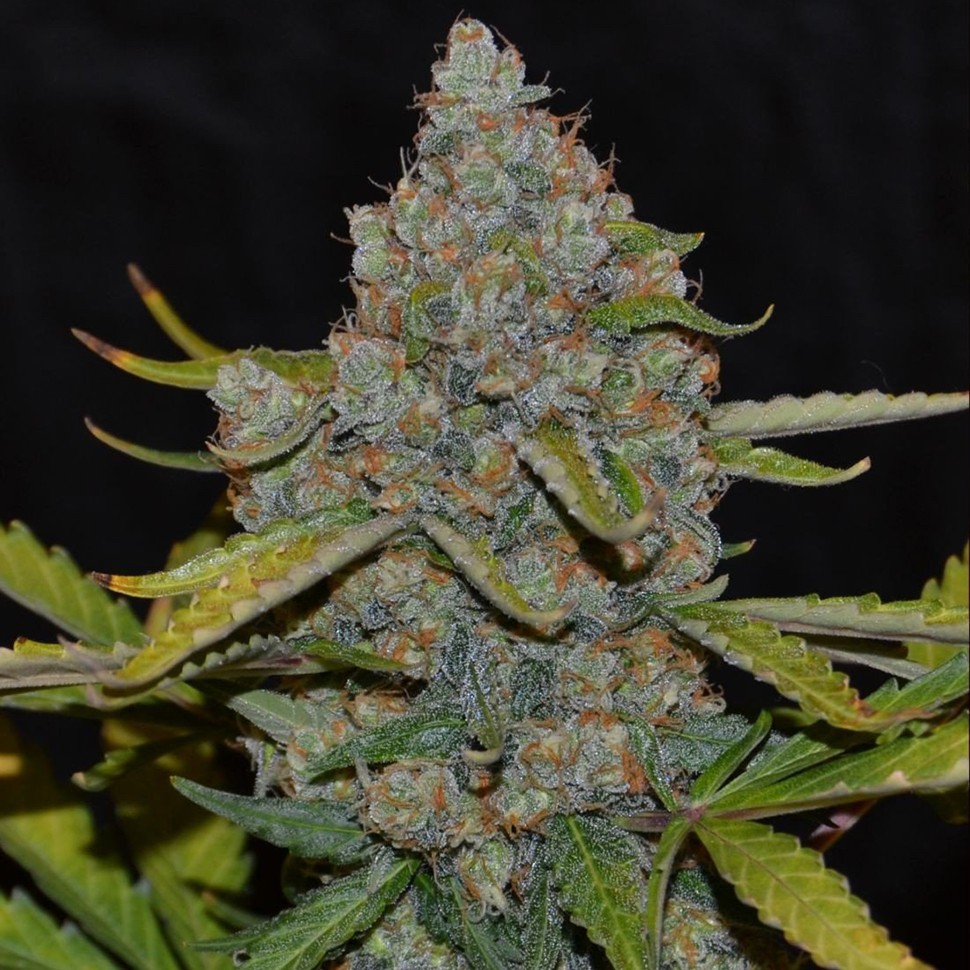 Семена марихуаны  Creative Reactor feminised Neuro Seeds