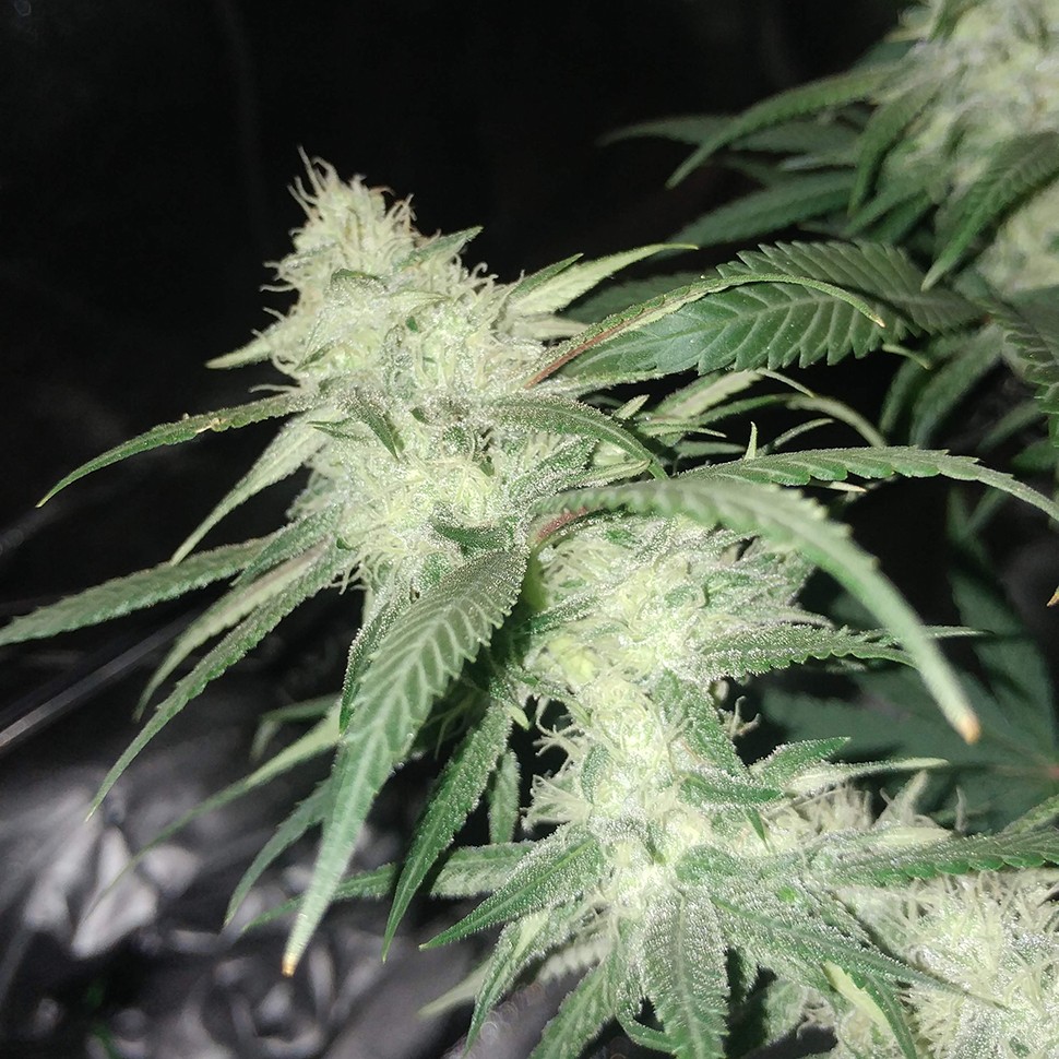 Семена марихуаны  Original Limonade Skunk feminised Victory Seeds