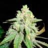качественные семена конопли Auto White Widow CBD feminised Ganja Seeds качественные семена конопли Auto White Widow CBD feminised Ganja Seeds