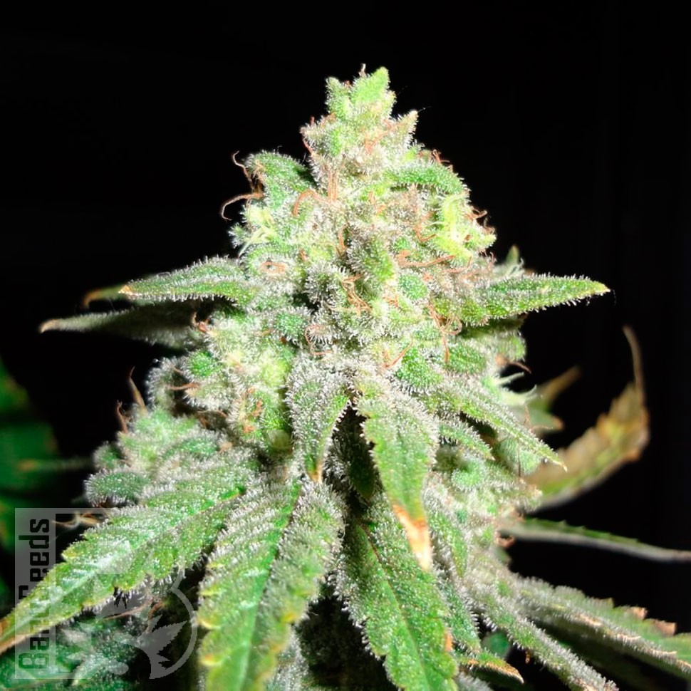качественные семена конопли Auto White Widow CBD feminised Ganja Seeds качественные семена конопли Auto White Widow CBD feminised Ganja Seeds