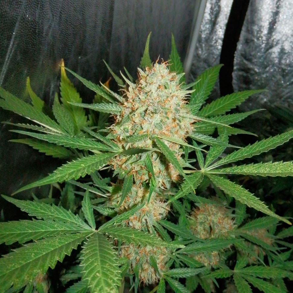 купить семена конопли Auto White Widow CBD feminised Ganja Seeds купить семена конопли Auto White Widow CBD feminised Ganja Seeds