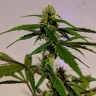 автоцветущие сорта конопли Auto White Widow CBD feminised Ganja Seeds автоцветущие сорта конопли Auto White Widow CBD feminised Ganja Seeds