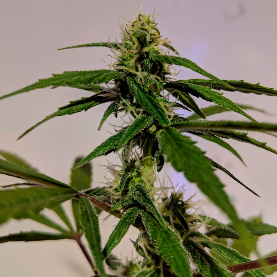 автоцветущие сорта конопли Auto White Widow CBD feminised Ganja Seeds автоцветущие сорта конопли Auto White Widow CBD feminised Ganja Seeds