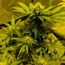 феминизированные семена конопли Auto White Widow CBD feminised Ganja Seeds феминизированные семена конопли Auto White Widow CBD feminised Ganja Seeds