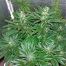 медицинские сорта конопли Auto White Widow CBD feminised Ganja Seeds медицинские сорта конопли Auto White Widow CBD feminised Ganja Seeds