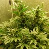 семена конопли вайт видов Auto White Widow CBD feminised Ganja Seeds семена конопли вайт видов Auto White Widow CBD feminised Ganja Seeds
