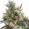 Auto Royal Bluematic feminised Ganja Seeds оптом Auto Royal Bluematic feminised Ganja Seeds оптом
