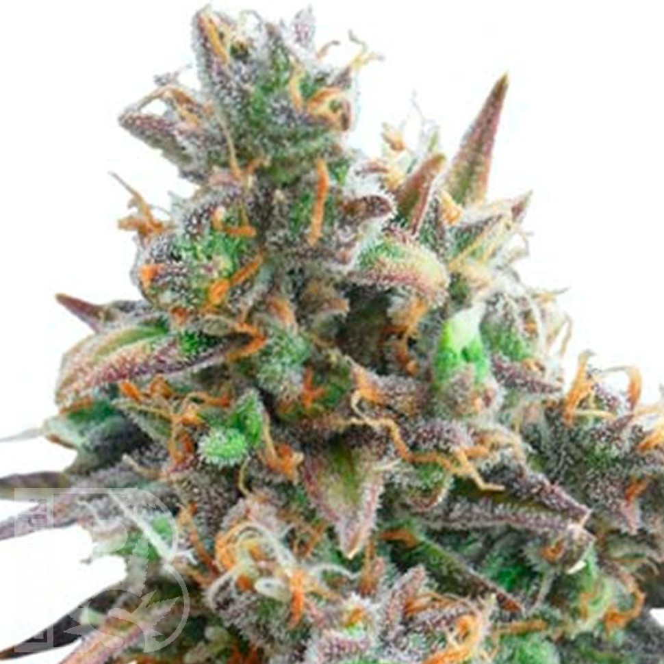 Auto Royal Bluematic feminised Ganja Seeds оптом Auto Royal Bluematic feminised Ganja Seeds оптом