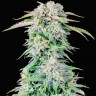 Auto Royal Bluematic feminised Ganja Seeds заказать Auto Royal Bluematic feminised Ganja Seeds заказать