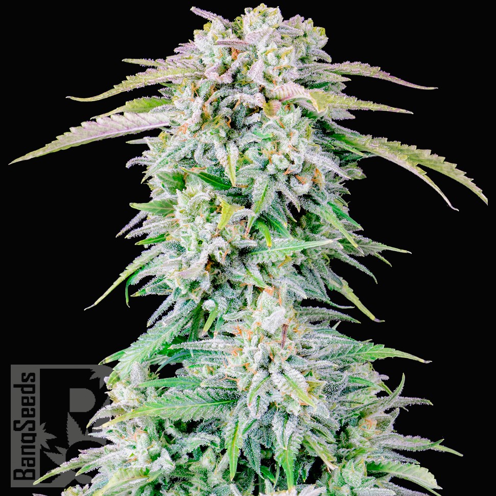Auto Royal Bluematic feminised Ganja Seeds заказать Auto Royal Bluematic feminised Ganja Seeds заказать