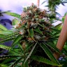 Buddha's Sativa feminised Ganja Seeds Buddha's Sativa feminised Ganja Seeds
