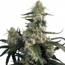 Buddha's Sativa feminised Ganja Seeds Buddha's Sativa feminised Ganja Seeds