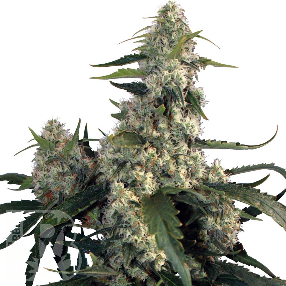 Buddha's Sativa feminised Ganja Seeds Buddha's Sativa feminised Ganja Seeds
