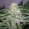 Семена марихуаны The Church feminised Ganja Seeds Семена марихуаны The Church feminised Ganja Seeds