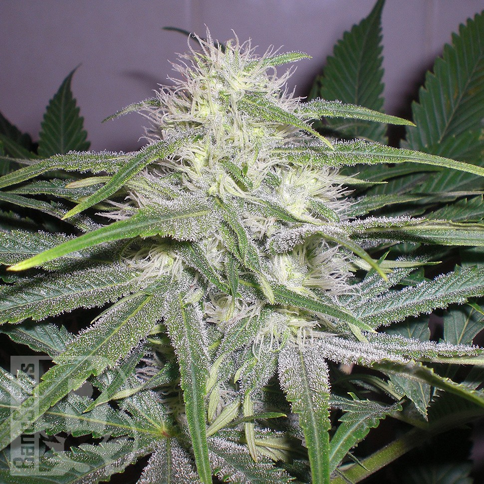 Семена марихуаны The Church feminised Ganja Seeds