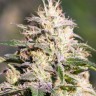Семена марихуаны The Church feminised Ganja Seeds Семена марихуаны The Church feminised Ganja Seeds