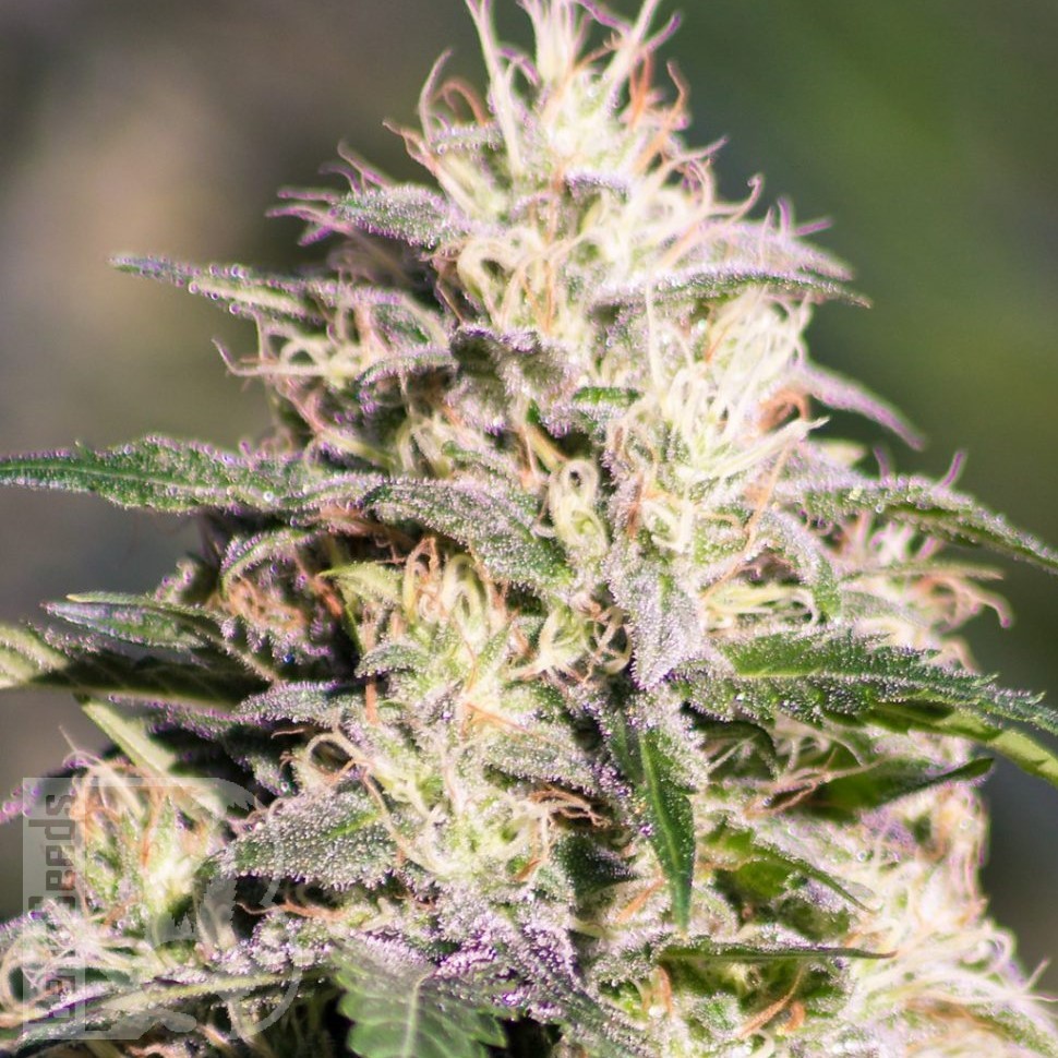 Семена марихуаны The Church feminised Ganja Seeds Семена марихуаны The Church feminised Ganja Seeds