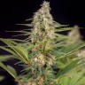 Семена марихуаны The Church feminised Ganja Seeds Семена марихуаны The Church feminised Ganja Seeds