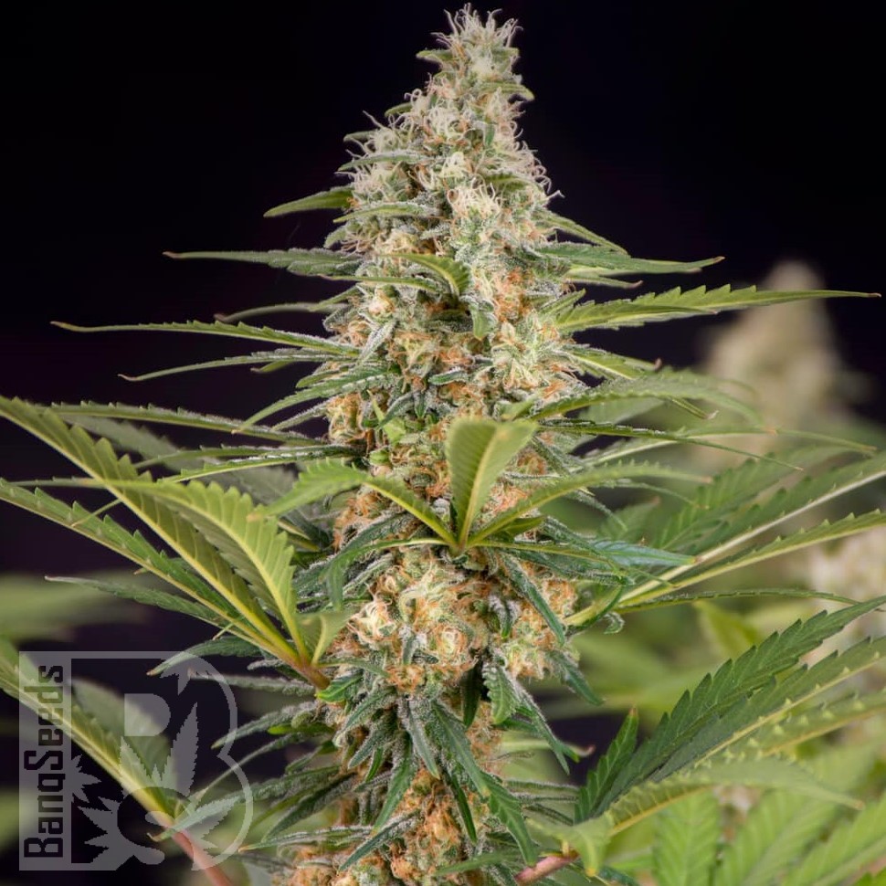 Семена марихуаны The Church feminised Ganja Seeds Семена марихуаны The Church feminised Ganja Seeds