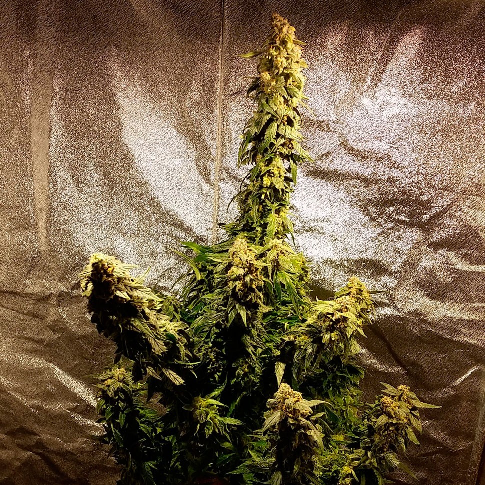 купить семена конопли недорого Auto Jack Herer feminised купить семена конопли недорого Auto Jack Herer feminised