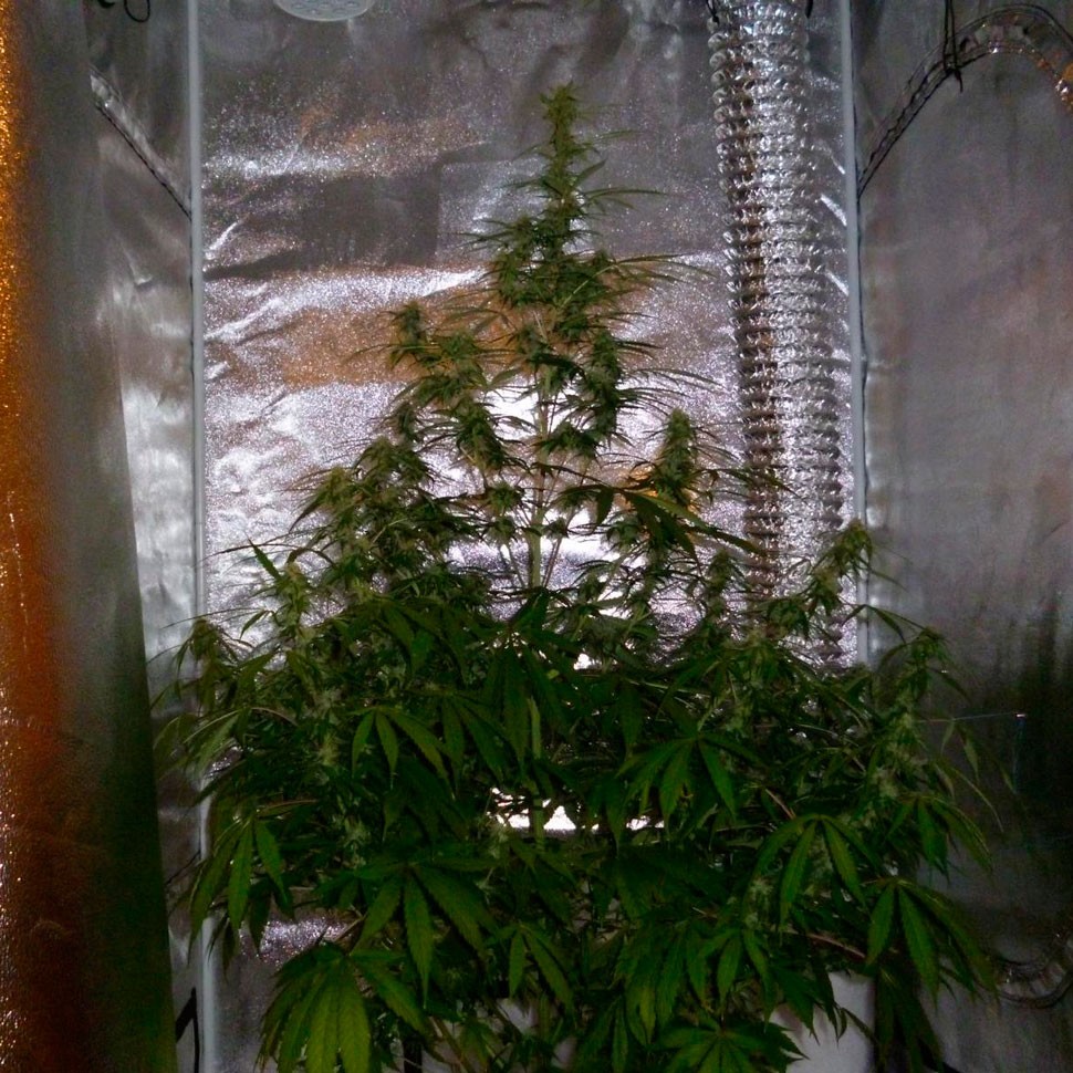 купить семена конопли в оригинальных упаковках Auto Jack Herer feminised купить семена конопли в оригинальных упаковках Auto Jack Herer feminised