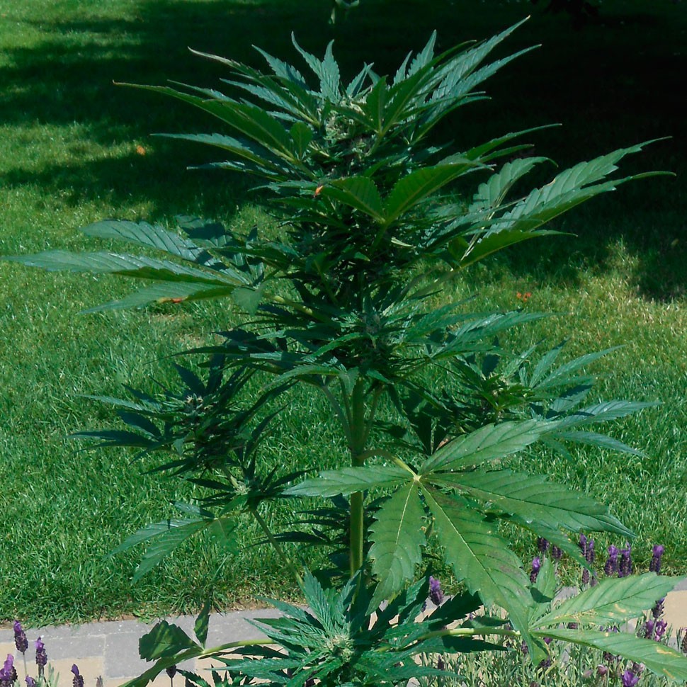 заказ семян конопли Auto Jack Herer feminised заказ семян конопли Auto Jack Herer feminised