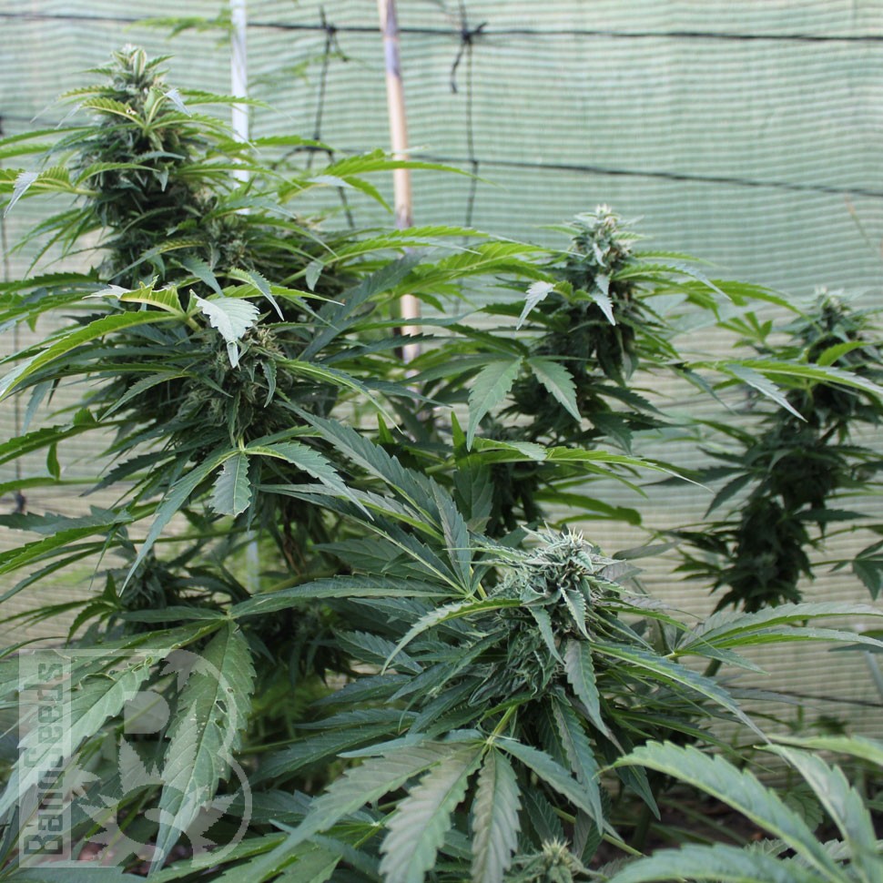 заказать семена конопли Auto Jack Herer feminised заказать семена конопли Auto Jack Herer feminised