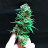 купить семена конопли индика Magic Bud reg купить семена конопли индика Magic Bud reg