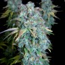 семена культурной конопли купить Magic Bud reg семена культурной конопли купить Magic Bud reg