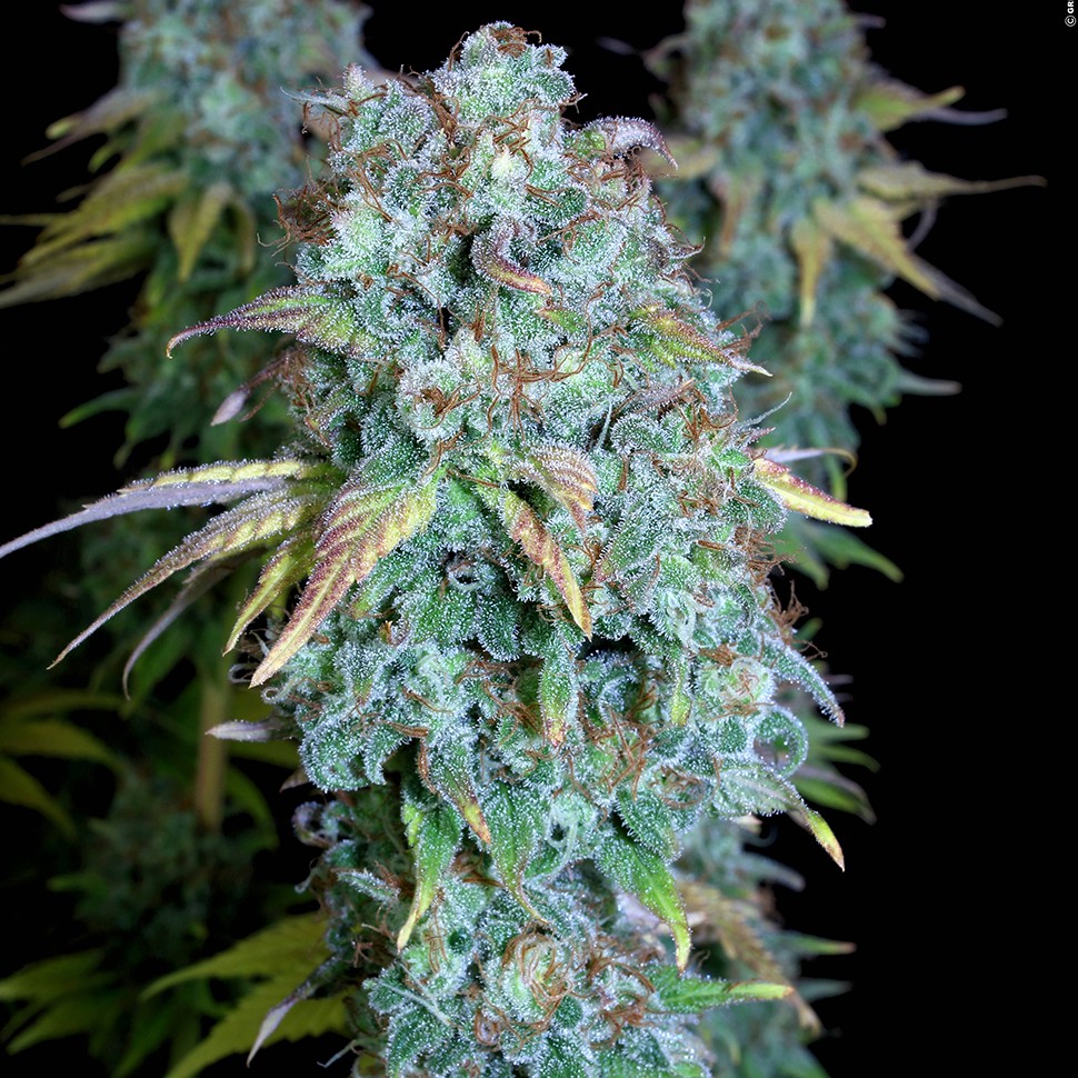Семена Magic Bud regular Ganja Seeds