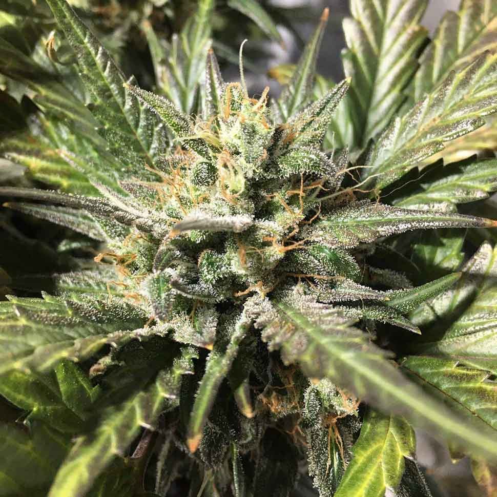 купить семена конопли дешево Blue Cheese reg купить семена конопли дешево Blue Cheese reg