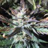 купить семена конопли с доставкой Blue Cheese reg купить семена конопли с доставкой Blue Cheese reg