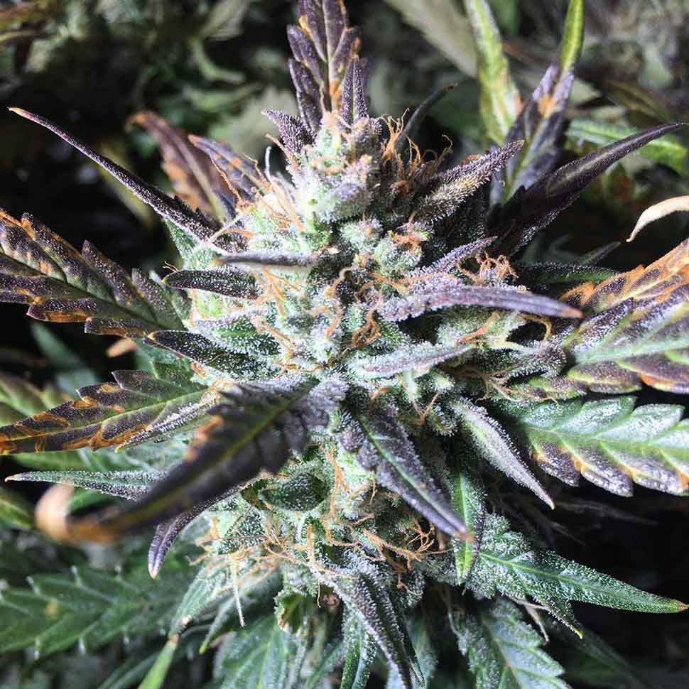 купить семена конопли с доставкой Blue Cheese reg купить семена конопли с доставкой Blue Cheese reg